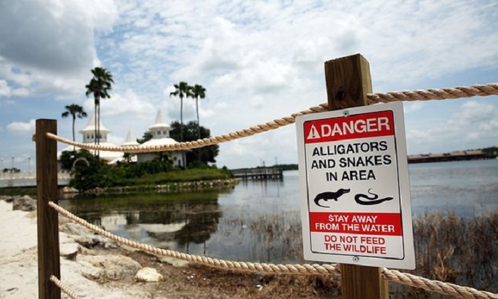 Disney alligator attack: father tried to wrestle son`s head from animal`s jaws 